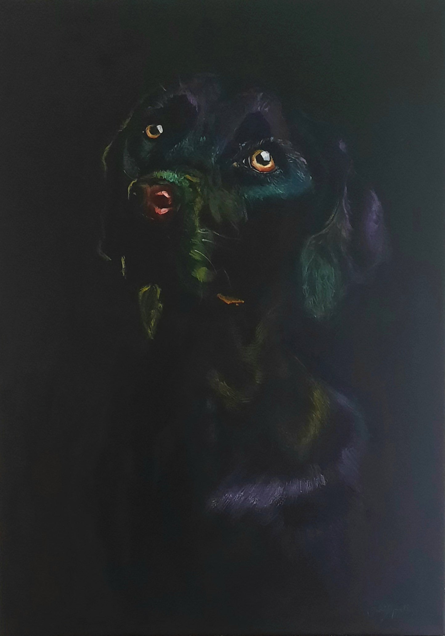Labrador retriever
