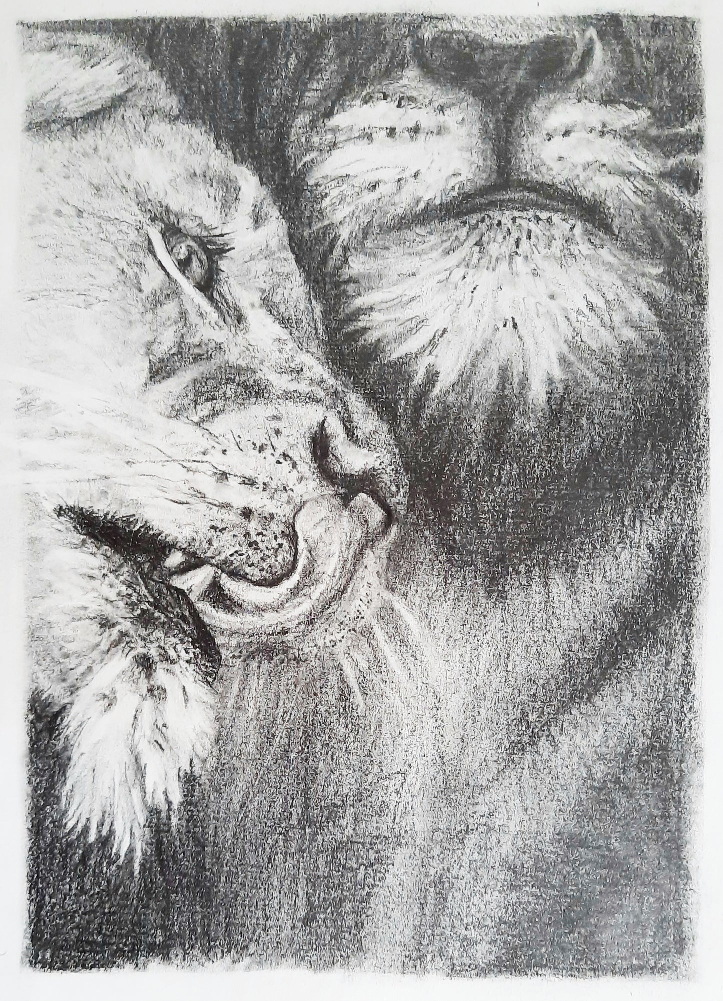 Soulmate Tigers