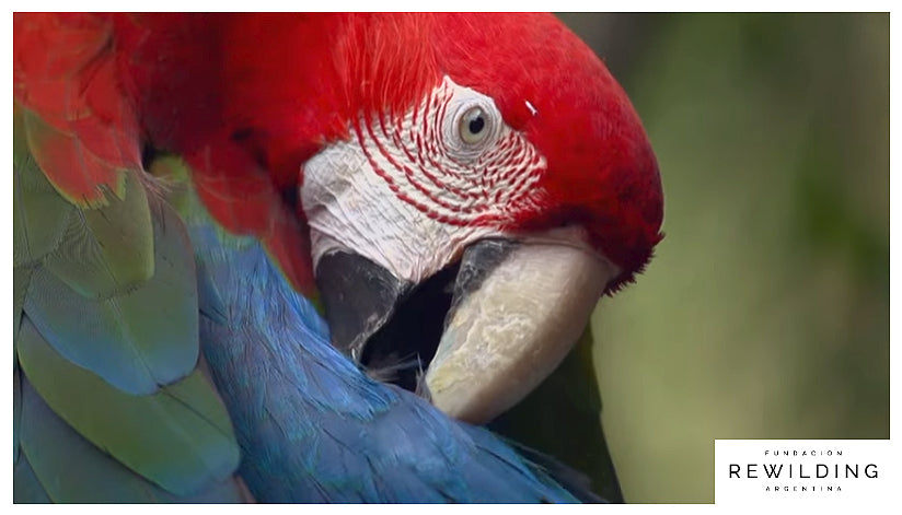 Macaw